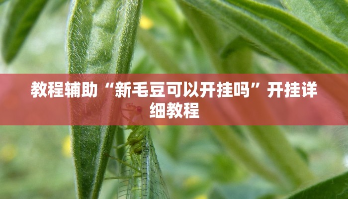 教程辅助“新毛豆可以开挂吗”开挂详细教程