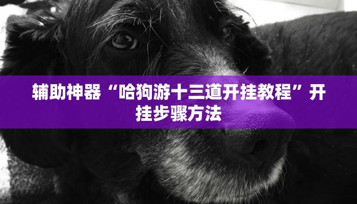 辅助神器“哈狗游十三道开挂教程”开挂步骤方法 辅助神器“哈狗游十三道开挂教程”开挂步骤方法